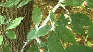 Cotton Bug gathering (1080 pixels recommended)