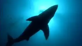 Steve Leonards' Encounter with a Fully Grown Shark | My Life with Animals | BBC Studios