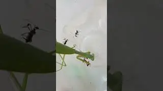The aggressive green praying mantis catches its prey and eats it straight away
