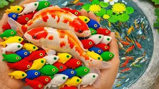 Catch beautiful aquarium fish in small pond baby turtles , Eels, Pencil fish, Nemo fish, Gold fish 