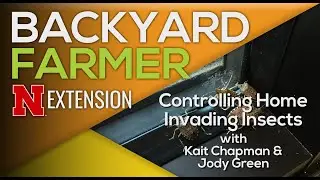 How to Stop Fall Invading Insects from Getting Inside Your Home