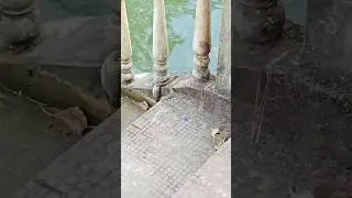 snake eating big size fish ☠️ #aura 999999999+