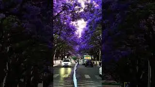 The Most Beautiful Street in the World Jacaranda Road