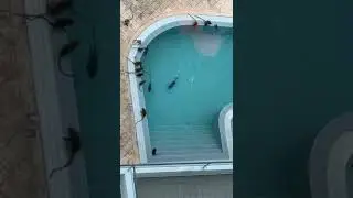 Monkeys attack swimming pool