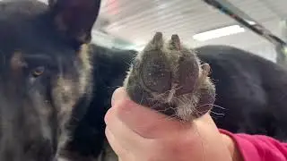 D3 - Trimming Black Nails Michelle Wendt