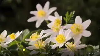 How to use Watermark Remover