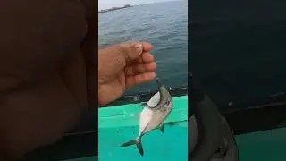 Small size Trevally fish🎣🐟 #rodfishing #deviproductions #trevallyfish #zmanfishing