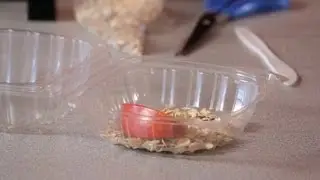 How to Make a Mealworm Habitat | Science Projects