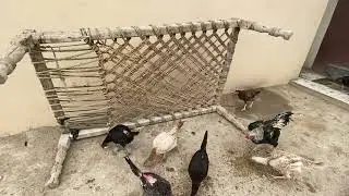 Bablu aor baz ka match // sultan ko 50 madyia dy de // sultan ki moaj lag gi // salo pet house