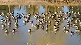 Canada geese are currently migrating south from Canada to the United States for the winter 