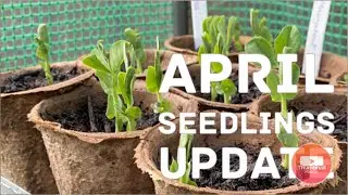 April Update on Seedlings and seed sowing