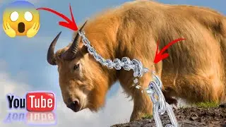 Takin Ek Aunkha pasho | Takin A Strange animal | Hindi Medium | Facts About Takin |