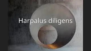 Harpalus diligens