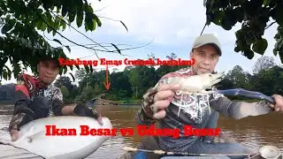 Reel Sampai Berdering‼️Mancing Udang Galak Tempat Yang Banyak Penambang Emas