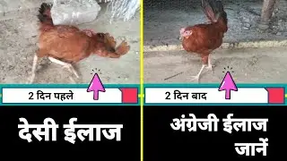 मुर्गी की गर्दन का देसी ईलाज।।murgi ki gardan tedi hona।।murgi ki gardan ki bimari।।mahsoos Qureshi।