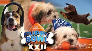 Puppy Bowl 2026! Meet the 150 Rescues From 72 Shelters Across the US