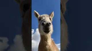 Notification Sound Donkey #viralvideo #funny #viral #ytshorts #shorts #youtubeindia