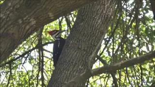 Panasonic Lumix DMC FZ70   Test Video of Nature