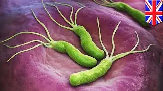 Researchers discover bacteria's drug defense mechanism - TomoNews