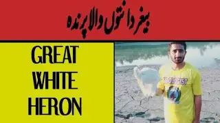Great White Heron