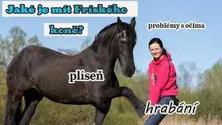 První měsíce s Fríským koněm