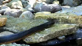 Texas indigo snake laguna atascosa 2010-04-25