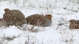 Perdix perdix