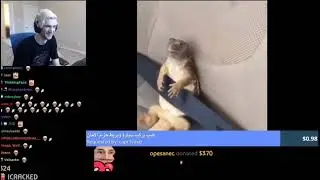 xQc turtle