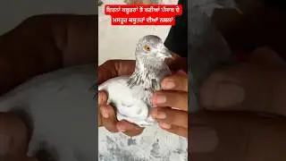 ਇਹਨਾਂ ਕਬੂਤਰਾਂ ਤੋਂ ਬਣੀਆਂ ਪੰਜਾਬ ਦੇ ਮਸਹੂਰ ਕਬੂਤਰਾਂ ਦੀਆਂ ਨਸ਼ਲਾਂ || Fateh Production