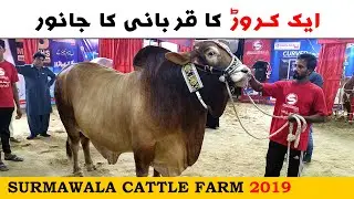 Surmawala Cattle Farm 2019 - Sohrab Goth Cow Mandi Karachi