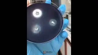 Chromobacterium violaceum