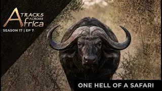 One Hell of A Safari | TAA Season 17 Episode 7