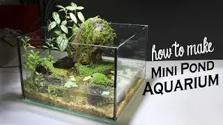 DIY Mini Pond Aquarium - Carpet  Hill