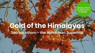 Sea buckthorn, Gold of the Himalayas |  Himalayan Economic Forum