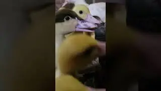 Ducklings Love Boots