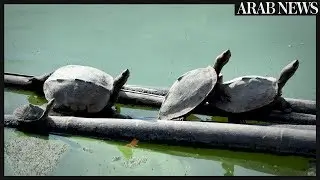 Indian temple helps nurture &lsquo;extinct&rsquo; turtle back to life