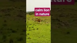 calm lion in nature
