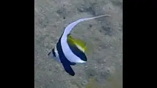Schooling Bannerfish