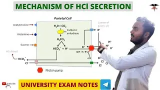 Mechanism Of HCl secretion || Regulation || Digestive system