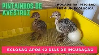 Eclosão de Pintainhos de Avestruz após 42 dias de Incubação Chocadeira IP130 EAD Premium Ecológica
