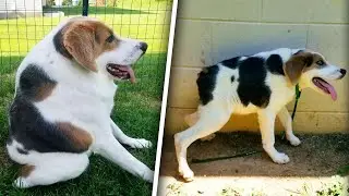 Dog With Short Spine Overcomes Disability