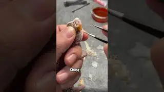 Глаза этого бедного геккона были запечатаны 🦎