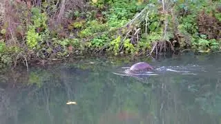 Otter in Thames and Severn Canal - 18/11/25
