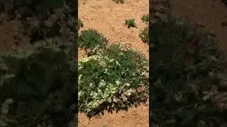 Marvellous  Wreath wildflowers at Pindar, Western Australia