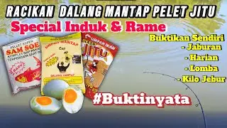GILA..❗❗ UMPAN IKAN MAS PELET JITU DALANG MANTAP  ‼️HARIAN & JABURAN IKAN GEDE - KECIL MAKAN SEMUA❗❗