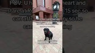 please 🙏 donate to save my dog Rockie from cancer please help #savethepuppies #rescuepuppy #street