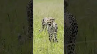 📹 Why I Shoot Video With a Nikon Z9 #cheetahs #nikonz9 #africa #video #slowmo #wildlife