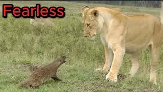 Fearless: Top 10 deadliest Small Predators
