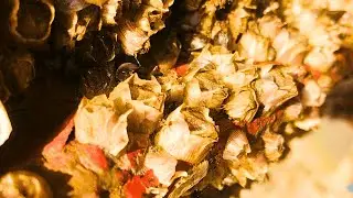 No Talking ASMR Barnacles Removal: Satisfying Cleaning Sounds