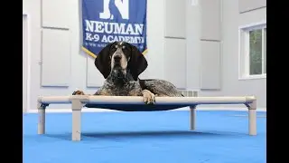 Scout (Blue Tick Coonhound) Puppy Camp Dog Training Video Demonstration